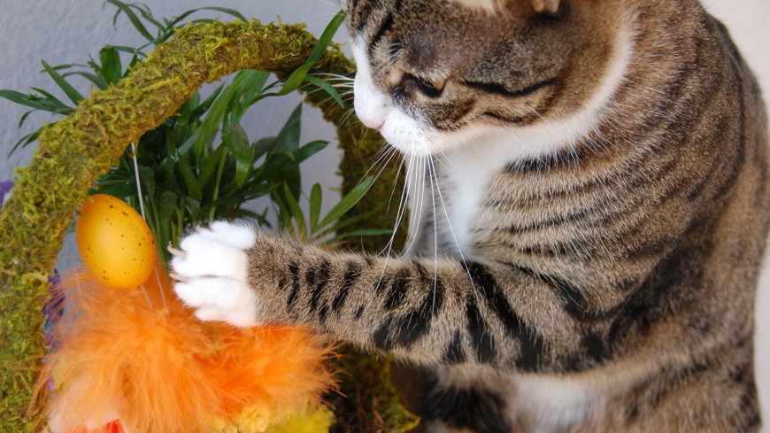 Fjädrar och ris är något som katten kan tycka är skoj att leka med men det är viktigt att tänka på att pyntet inte utgör en fara för din katt. Foto: Shutterstock